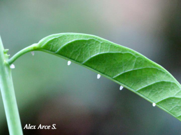 Psoloptera thoracica