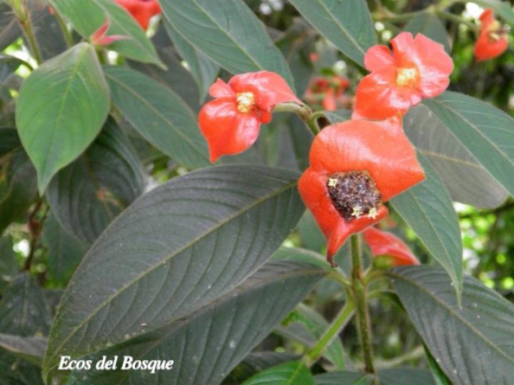 Psychotria poeppigiana (Labios ardientes)