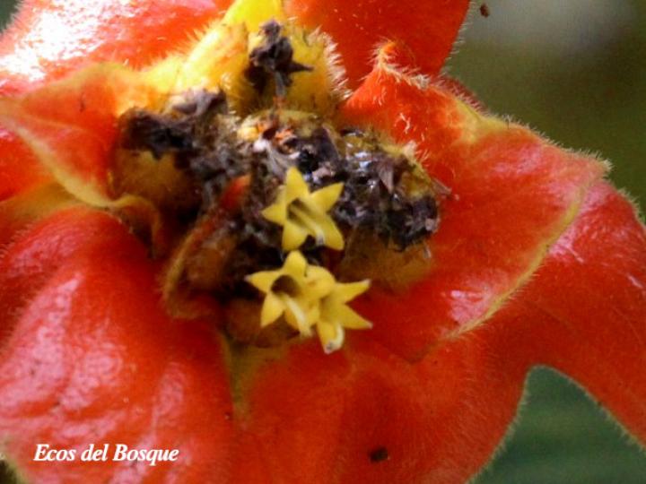 Psychotria poeppigiana (Labios ardientes)