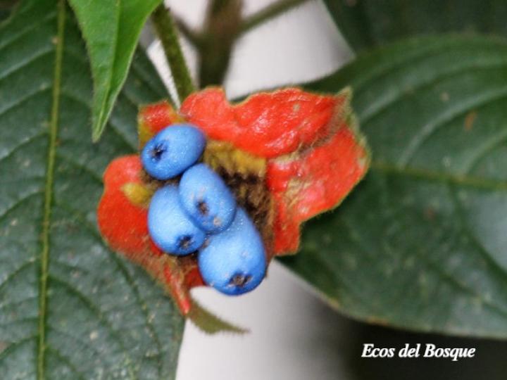 Psychotria poeppigiana (Labios ardientes)