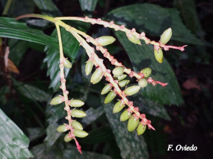 Reinhardtia gracilis var. rostrata (Palma ventana)