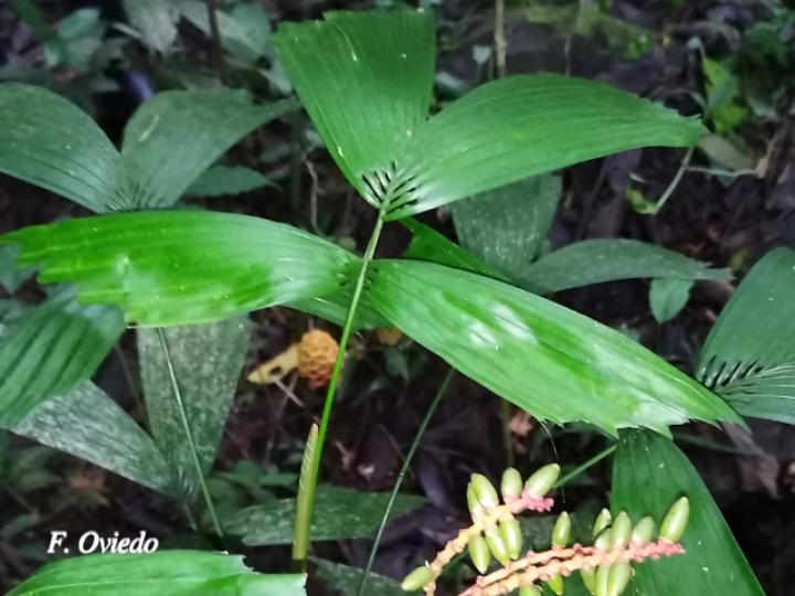 Reinhardtia gracilis var. rostrata (Palma ventana)