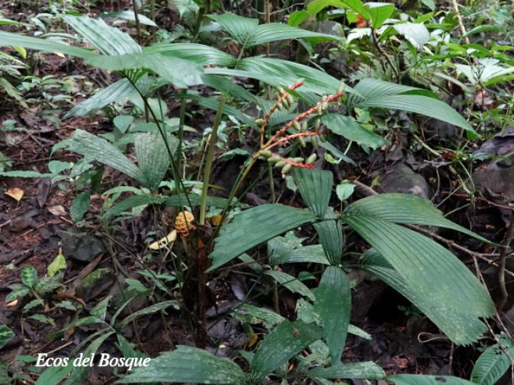 Reinhardtia gracilis var. rostrata (Palma ventana)