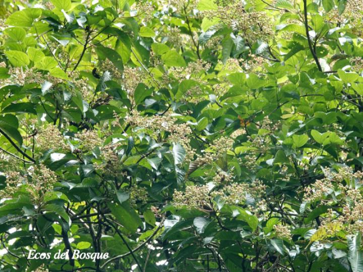 Saurauia yasicae (Moquillo)