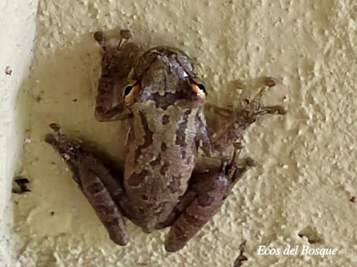 Smilisca sordida (Rana arborícola parda)