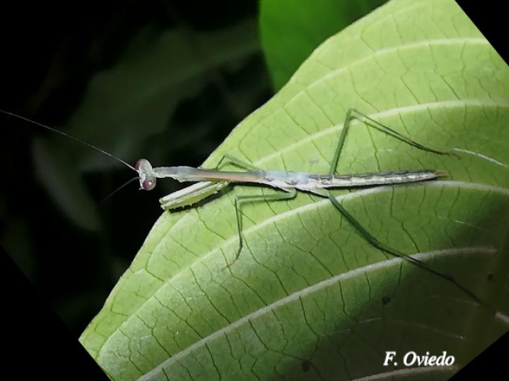 Stagmomantis venusta (Mantis Religiosa) Ninfa