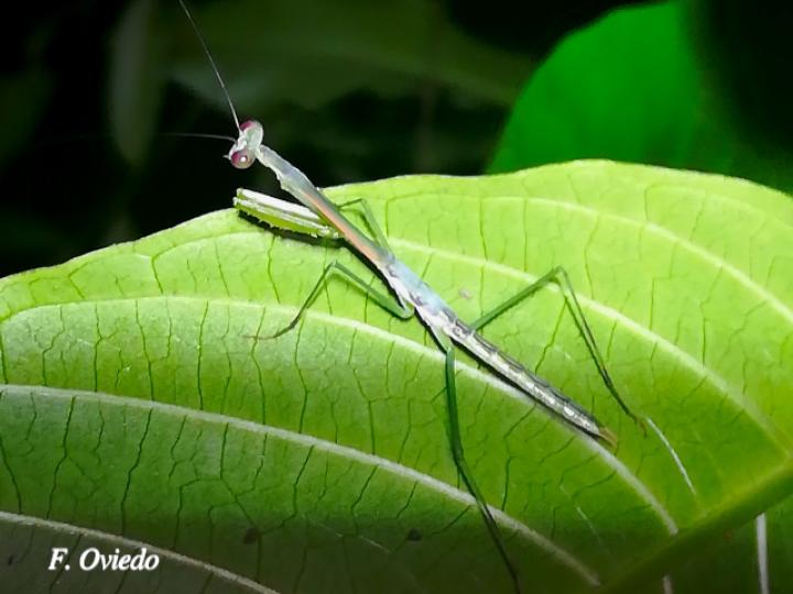 Stagmomantis venusta (Mantis Religiosa) Ninfa
