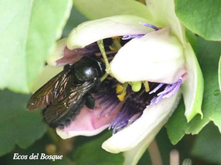 Xylocopa frontalis (Abejorro carpintero)