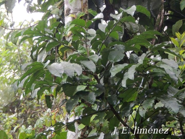 Zanthoxylum acuminatum (Lagartillo)