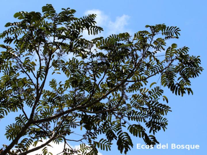 Zanthoxylum riedelianum | Ecos del Bosque