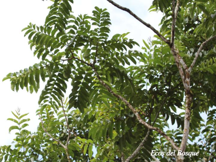 Zanthoxylum riedelianum | Ecos del Bosque