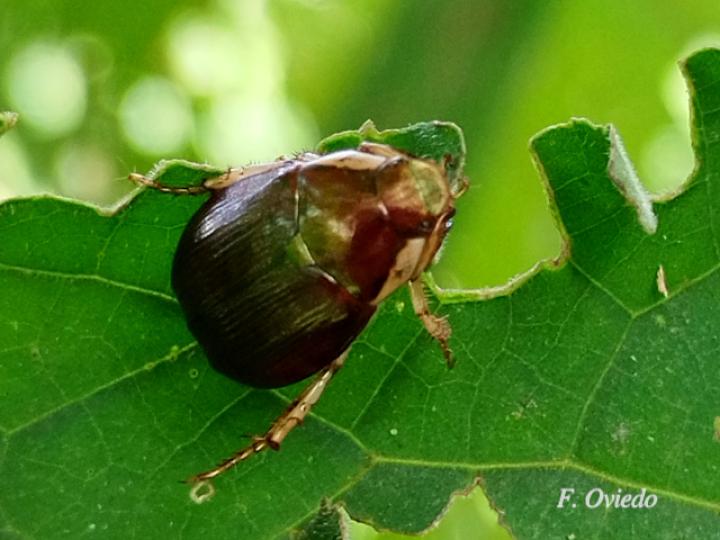 Callistethus vanpatteni (Abejón de mayo)