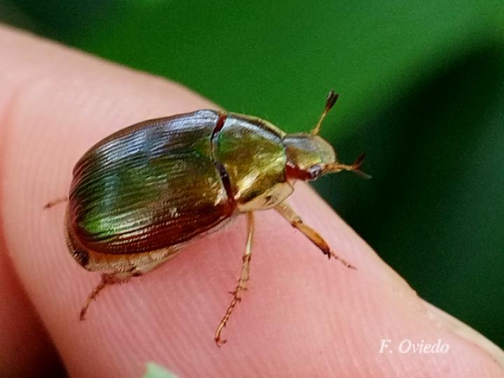 Callistethus vanpatteni (Abejón de mayo)