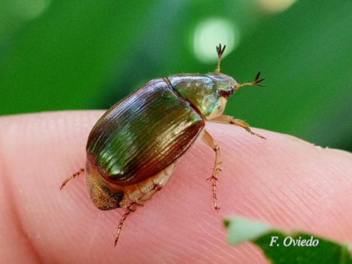 Callistethus vanpatteni (Abejón de mayo)