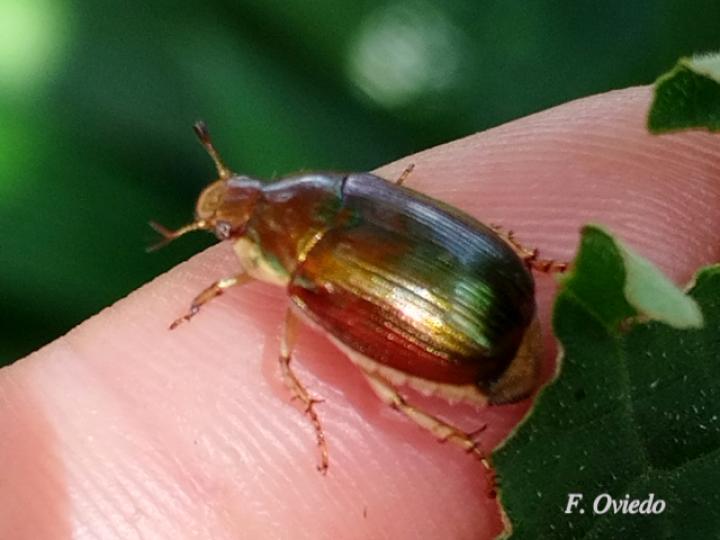 Callistethus vanpatteni (Abejón de mayo)