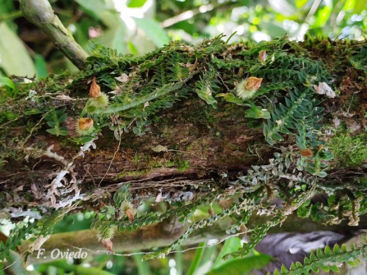 Dichaea costaricensis