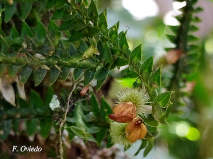 Dichaea costaricensis