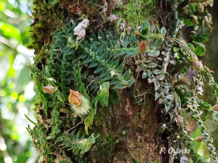 Dichaea costaricensis