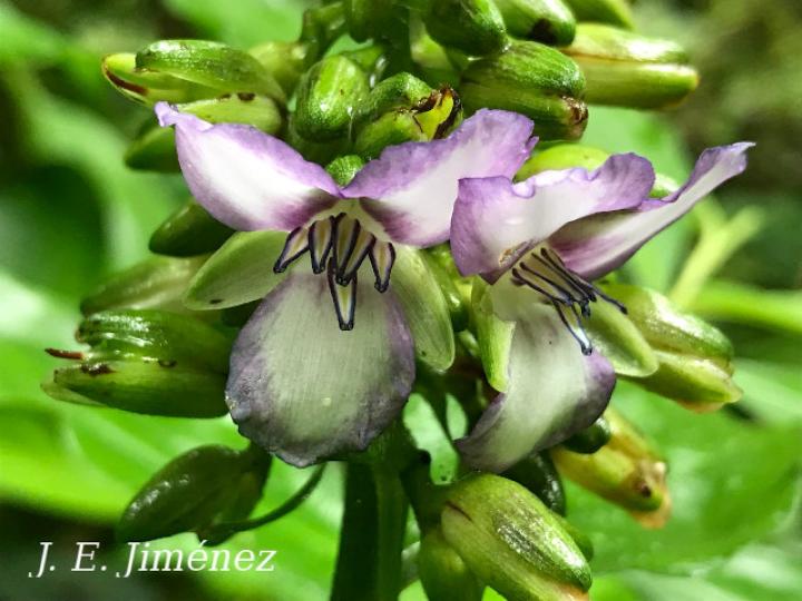 Dichorisandra amabilis