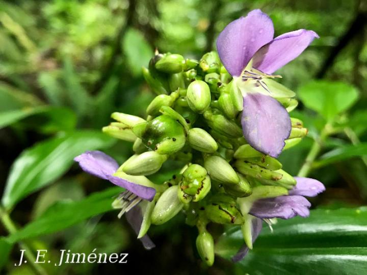 Dichorisandra amabilis