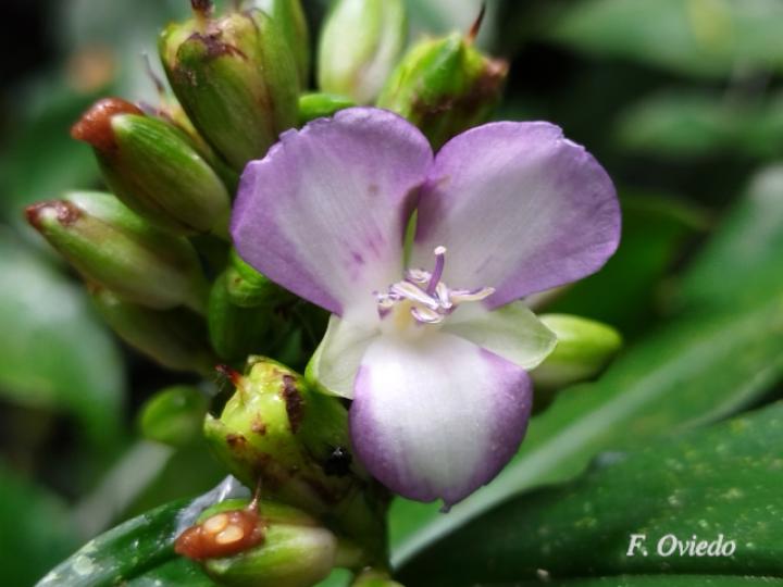 Dichorisandra amabilis