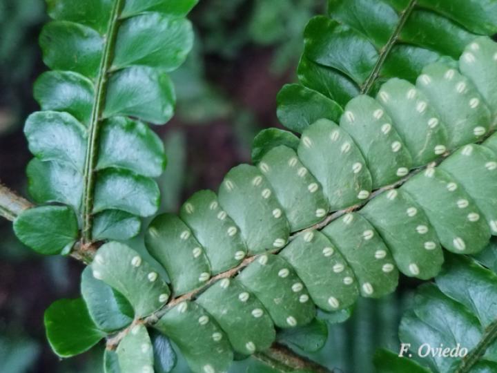 Didymochlaena truncatula