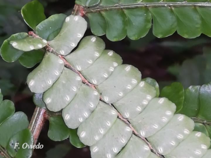 Didymochlaena truncatula