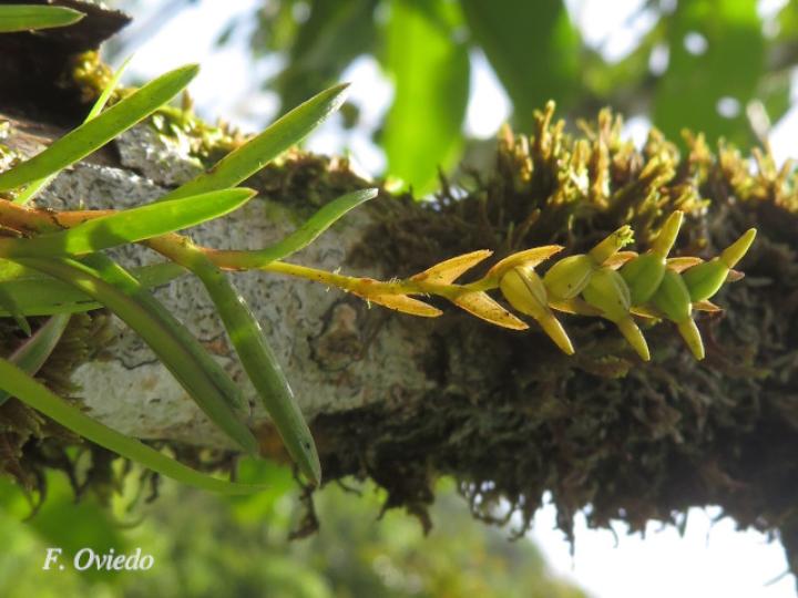 Epidendrum paranthicum