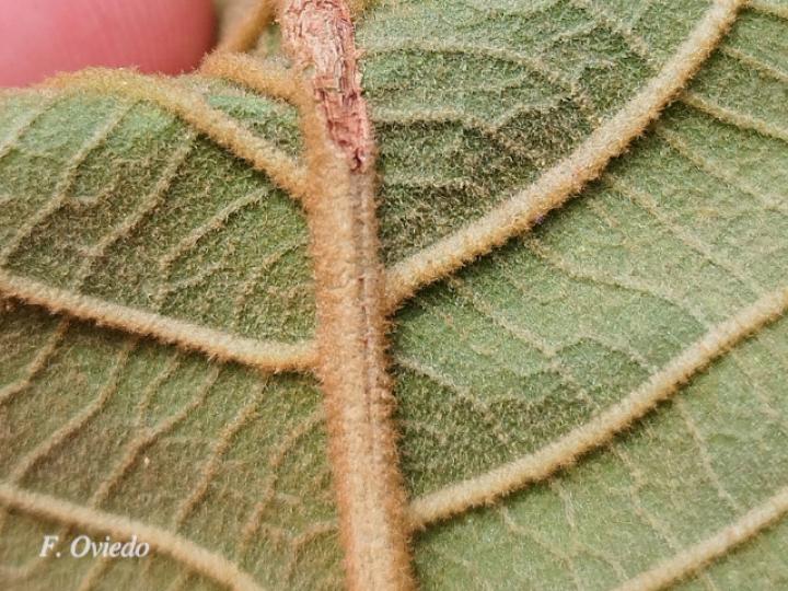 Handroanthus ochraceus (Cortez amarillo)