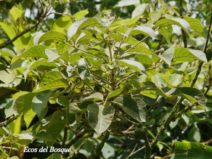 Handroanthus ochraceus (Cortez amarillo)