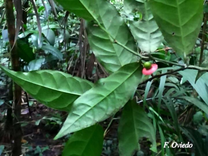 Heisteria povedae (Comida de culebra)