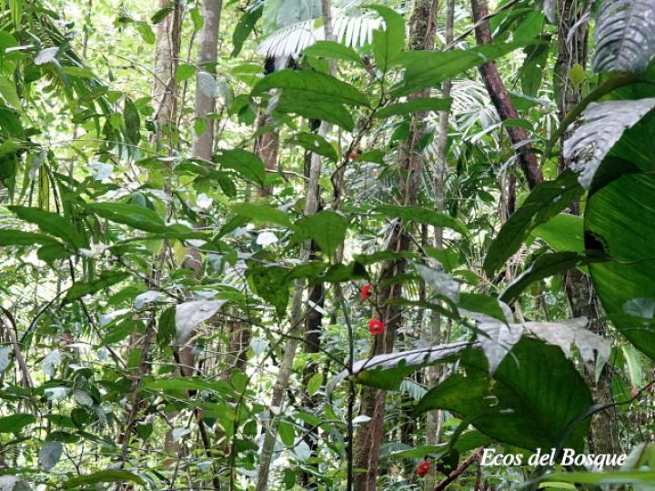 Heisteria povedae (Comida de culebra)