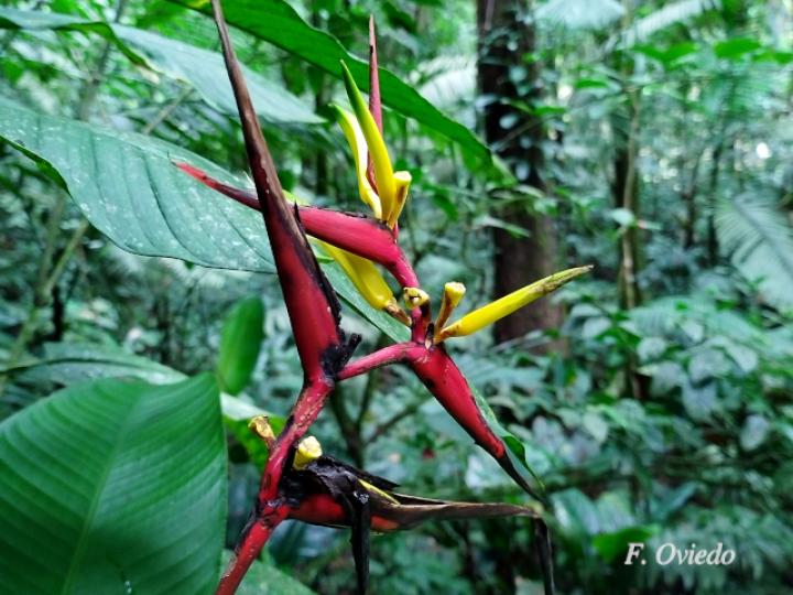 Heliconia vaginalis