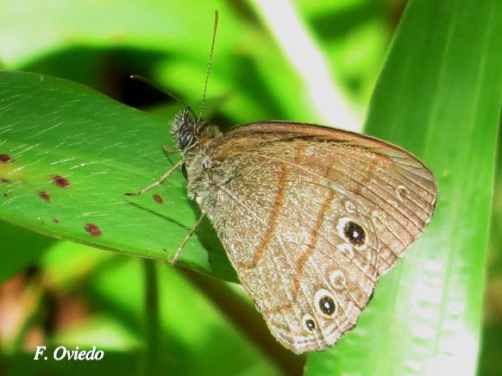 Hermeuptychia hermes (Sátira de Hermes)
