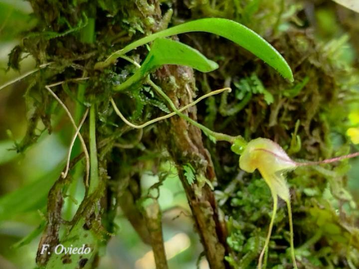 Masdevallia nidifica