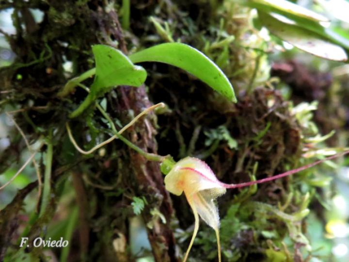 Masdevallia nidifica