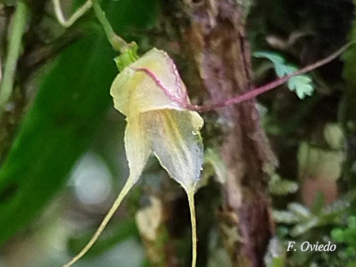 Masdevallia nidifica