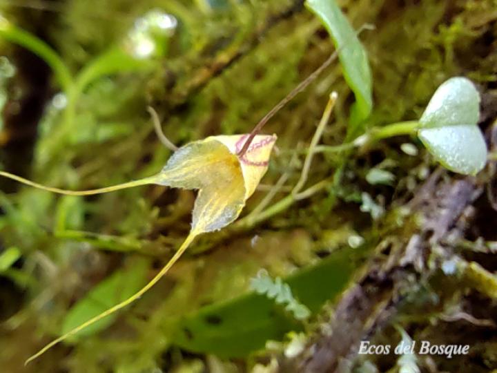 Masdevallia nidifica