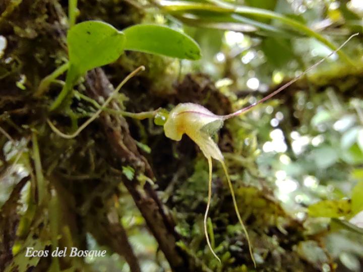 Masdevallia nidifica
