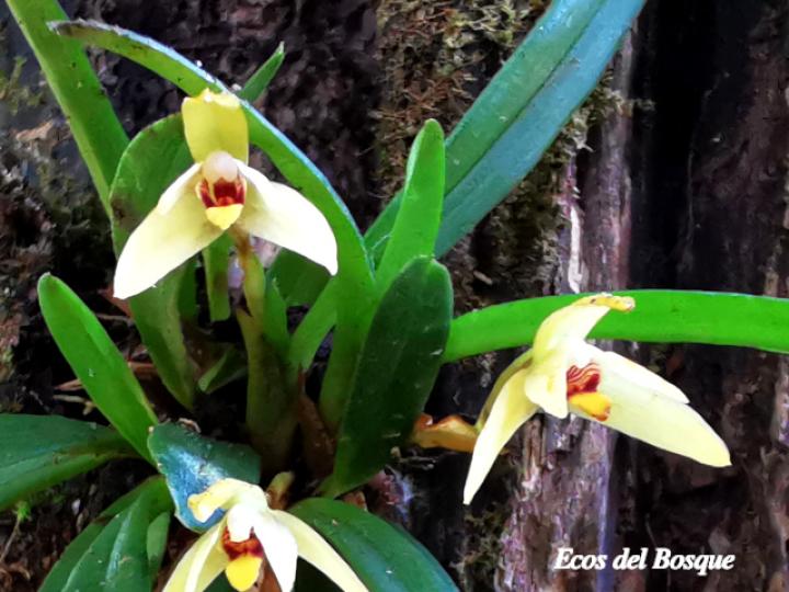 Maxillaria brachybulbon