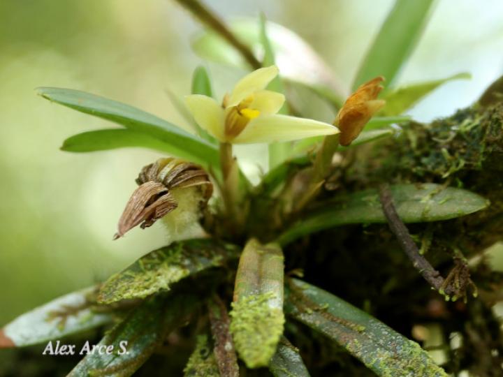 Maxillaria brachybulbon
