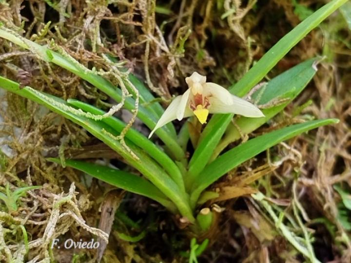 Maxillaria brachybulbon