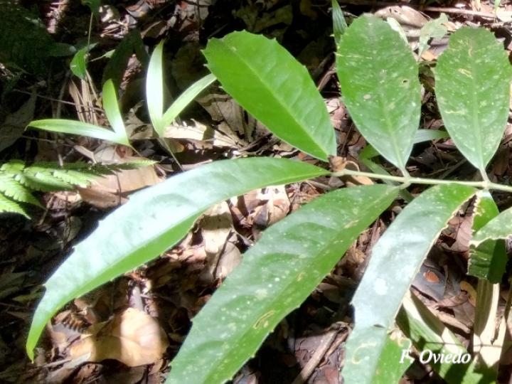 Mollinedia viridiflora