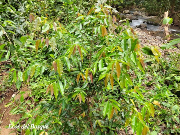 Myrcia splendens (Murta)