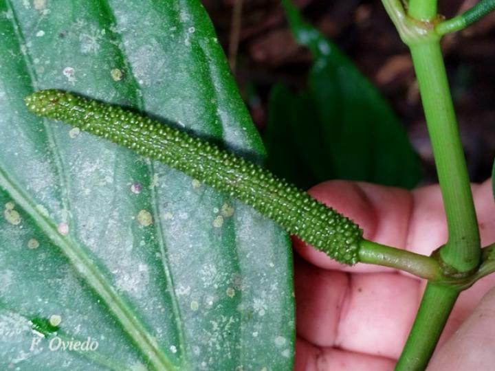 Piper nudifolium