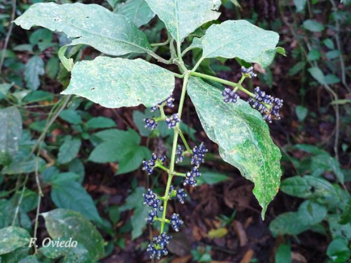 Psychotria brachiata