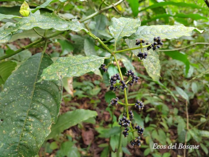 Psychotria brachiata