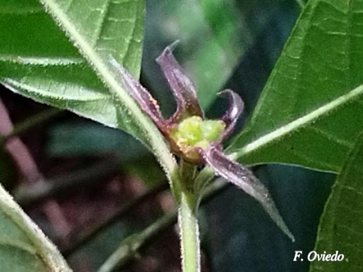 Psychotria hoffmannseggiana