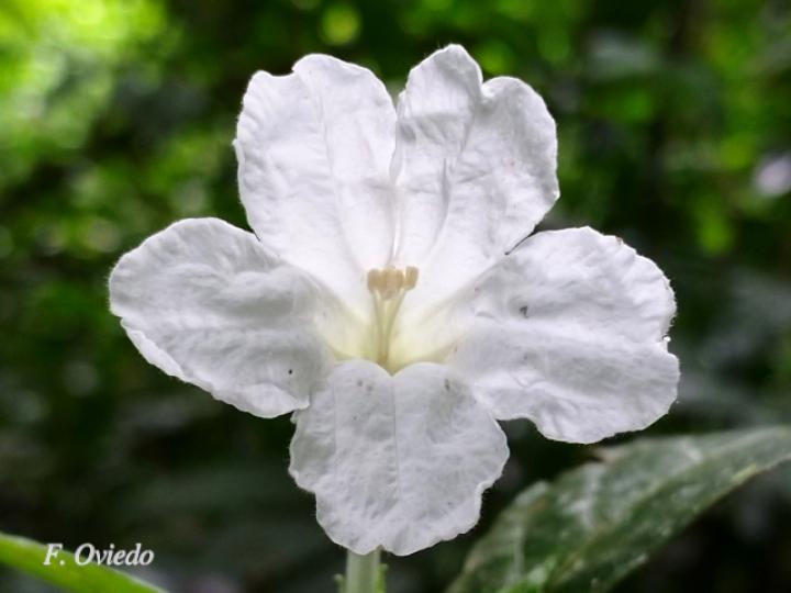 Ruellia palustris (Costilla de vaca)