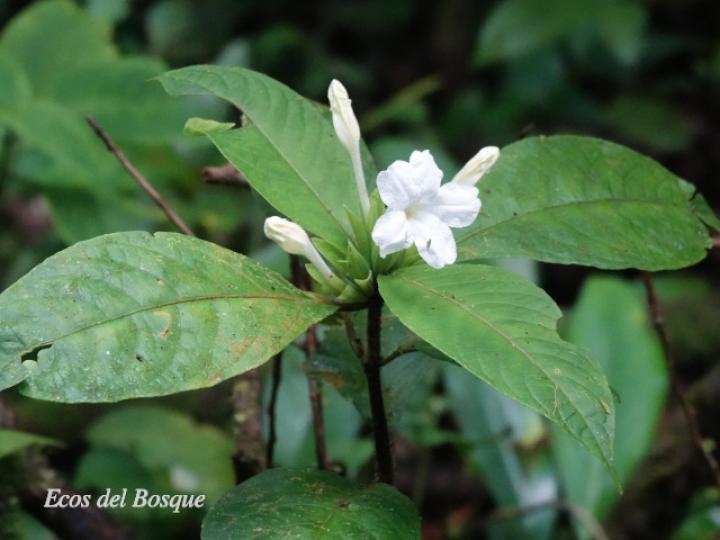 Ruellia palustris (Costilla de vaca)